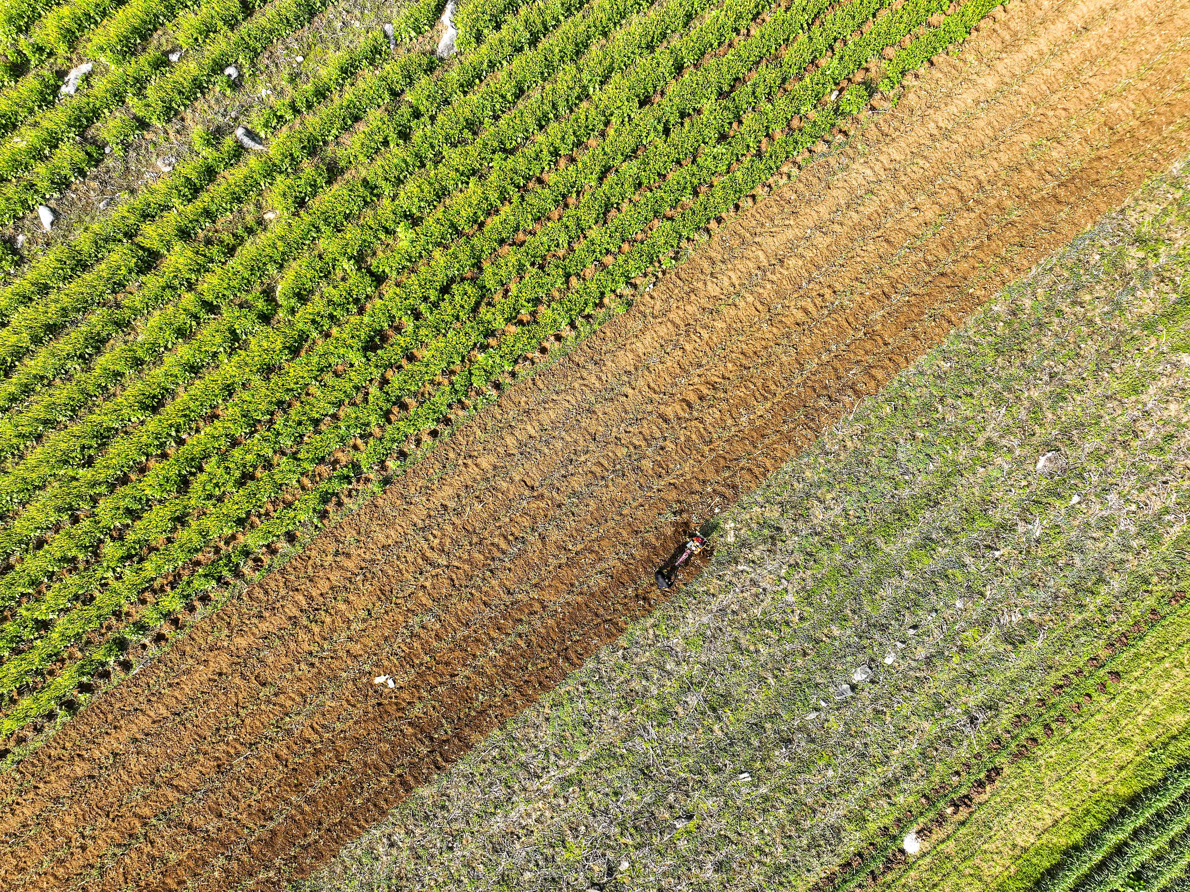 2025年3月2日，貴州省畢節(jié)市，黔西市錦星鎮(zhèn)紅旗村，村民在利用小型農(nóng)機翻耕土地種植玉米。