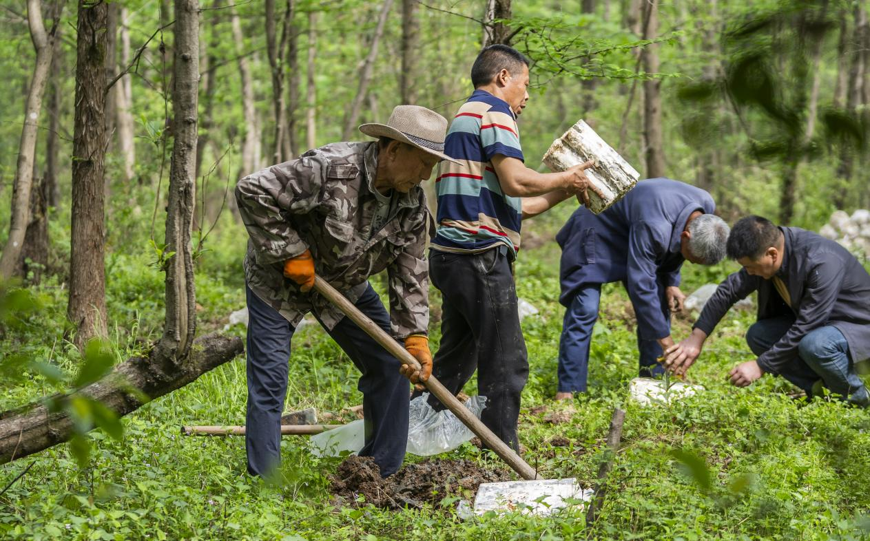 2025年4月16日，江西新余，仙女湖區(qū)河下鎮(zhèn)花園村林場(chǎng)，人們正在搬運(yùn)、栽植靈芝菌棒。