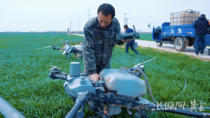 藁城小麥春管3(1)