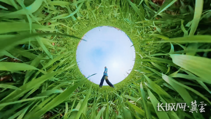 藁城小麥春管4(1)(1)