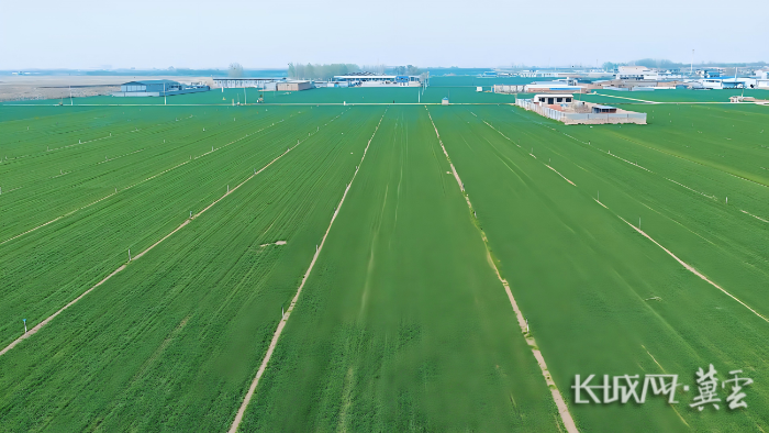 藁城小麥春管2(1)